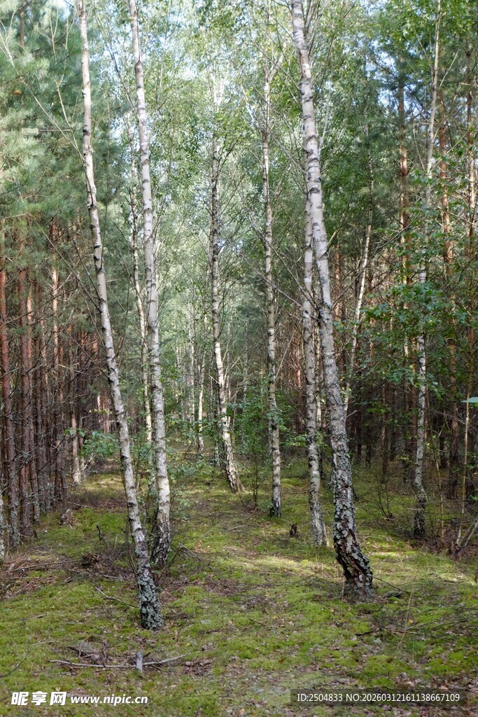 阳光照耀下的白桦林美景