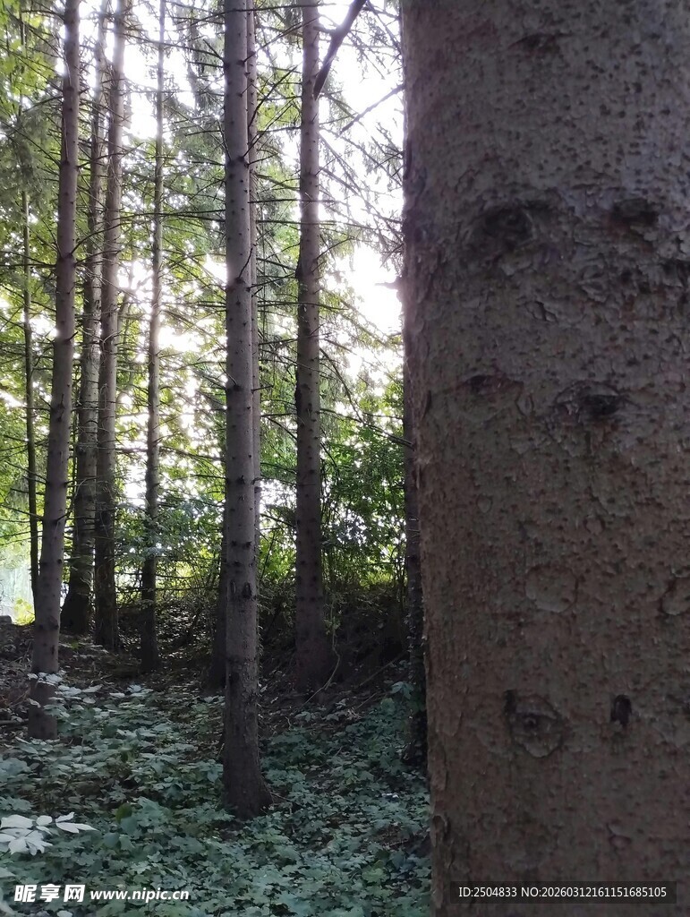 森林中的树木与斑驳光影