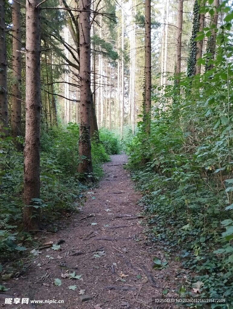 林间小径 静谧自然之景