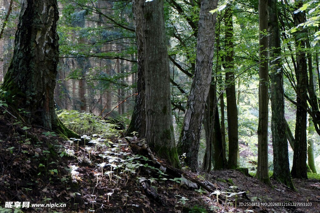 茂密森林中的幽静林间小道
