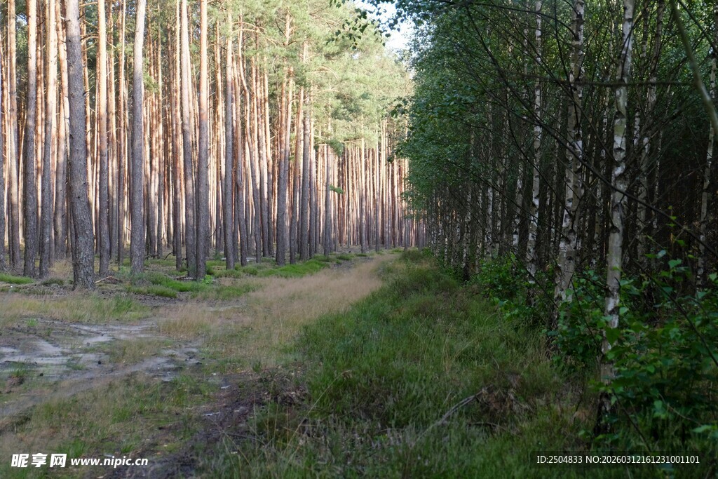 林间小道 静谧森林风光