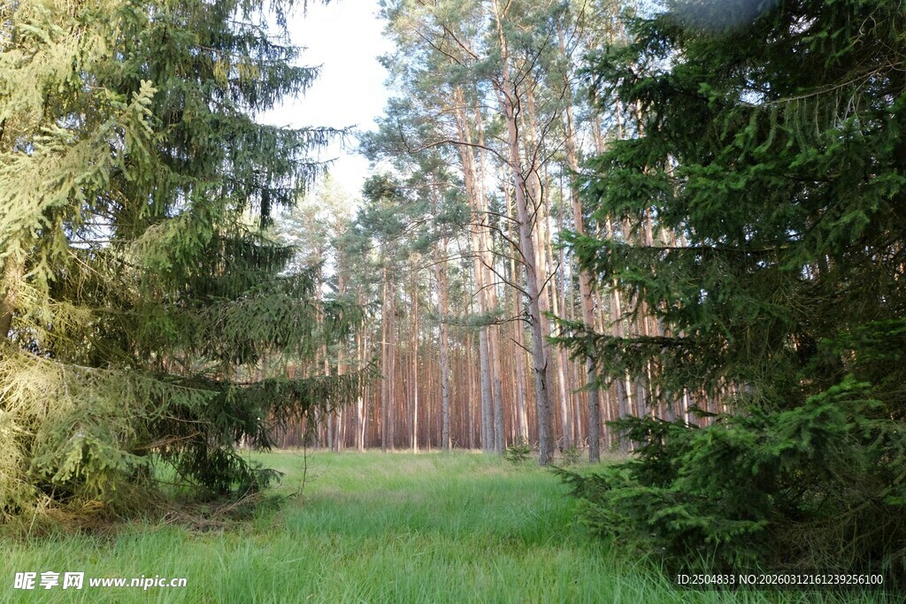 林间草地自然风光