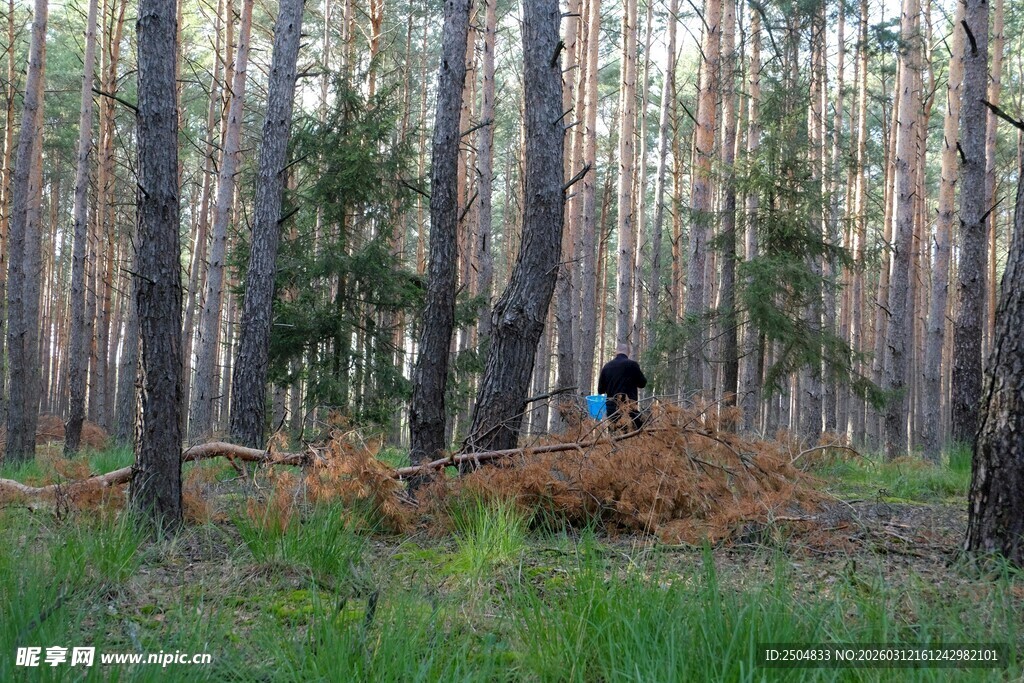 森林中徒步的背包客