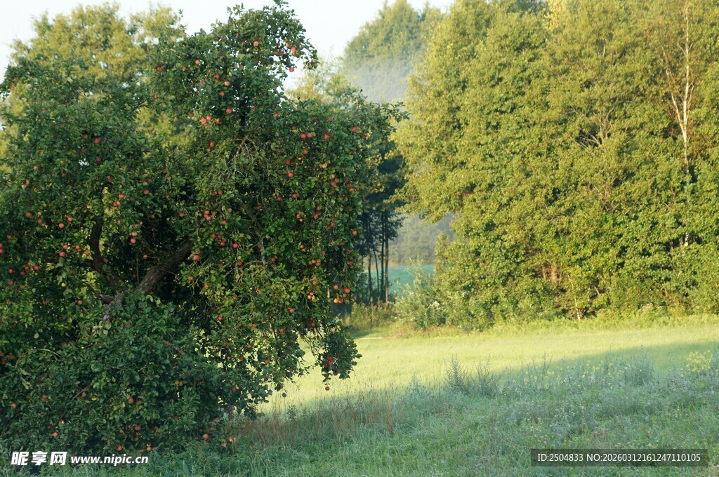 林间草地清晨美景
