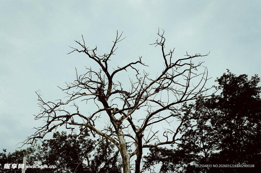 枯树立于天际