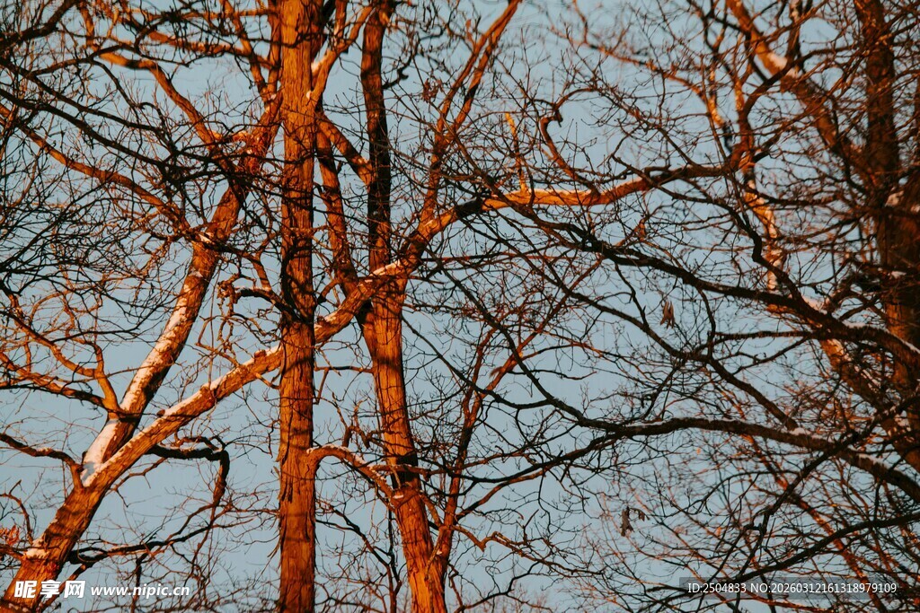 夕阳下的光秃树枝