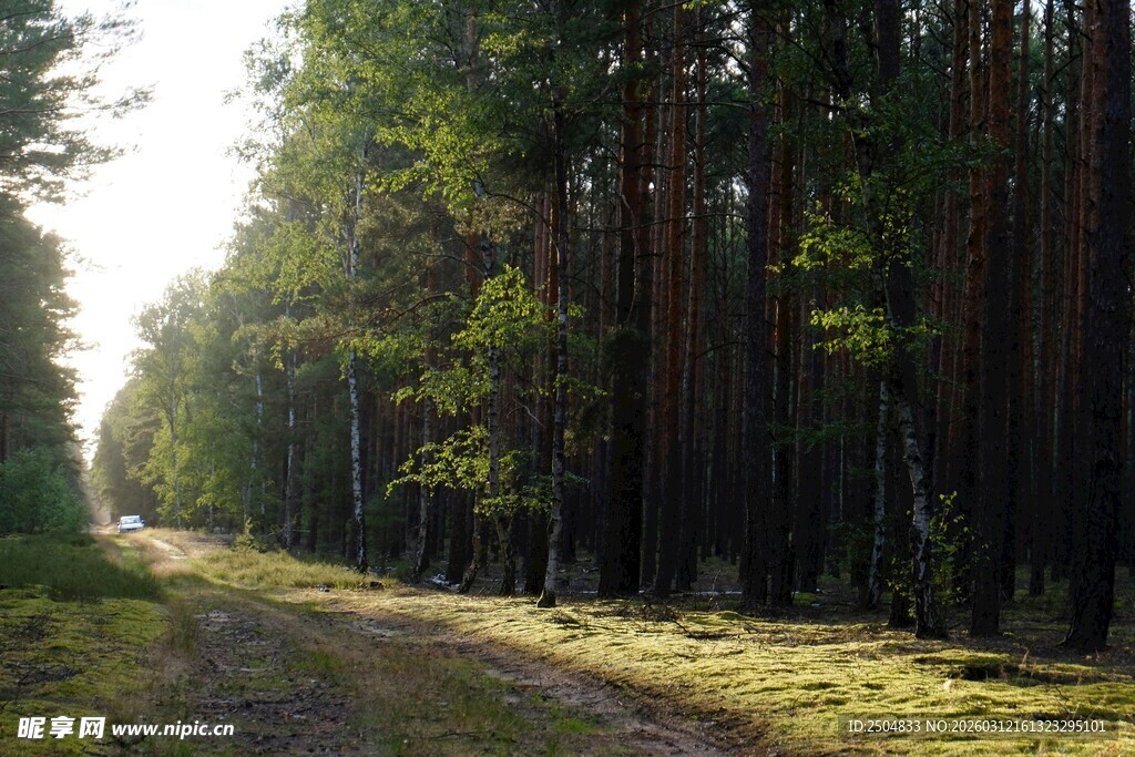 林间小道 阳光洒落森林
