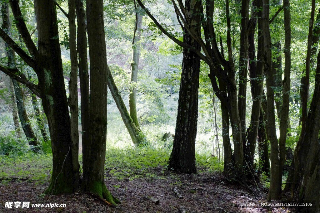 静谧森林中的树木景观