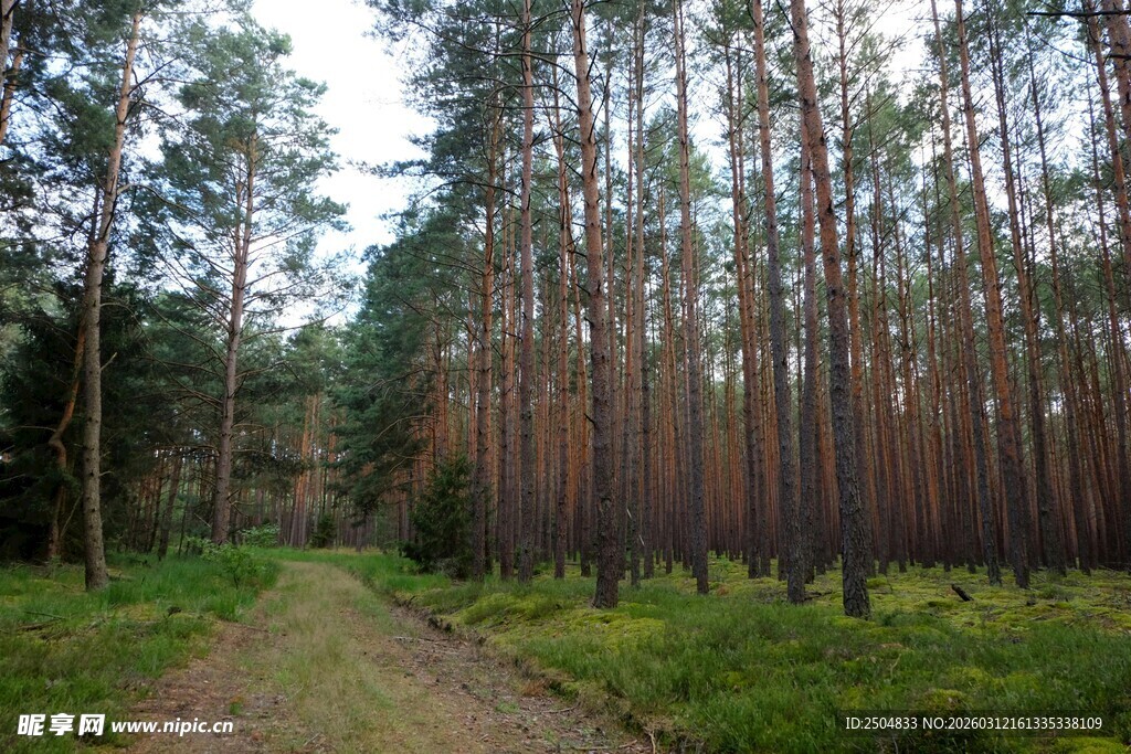林间小道 静谧森林风光
