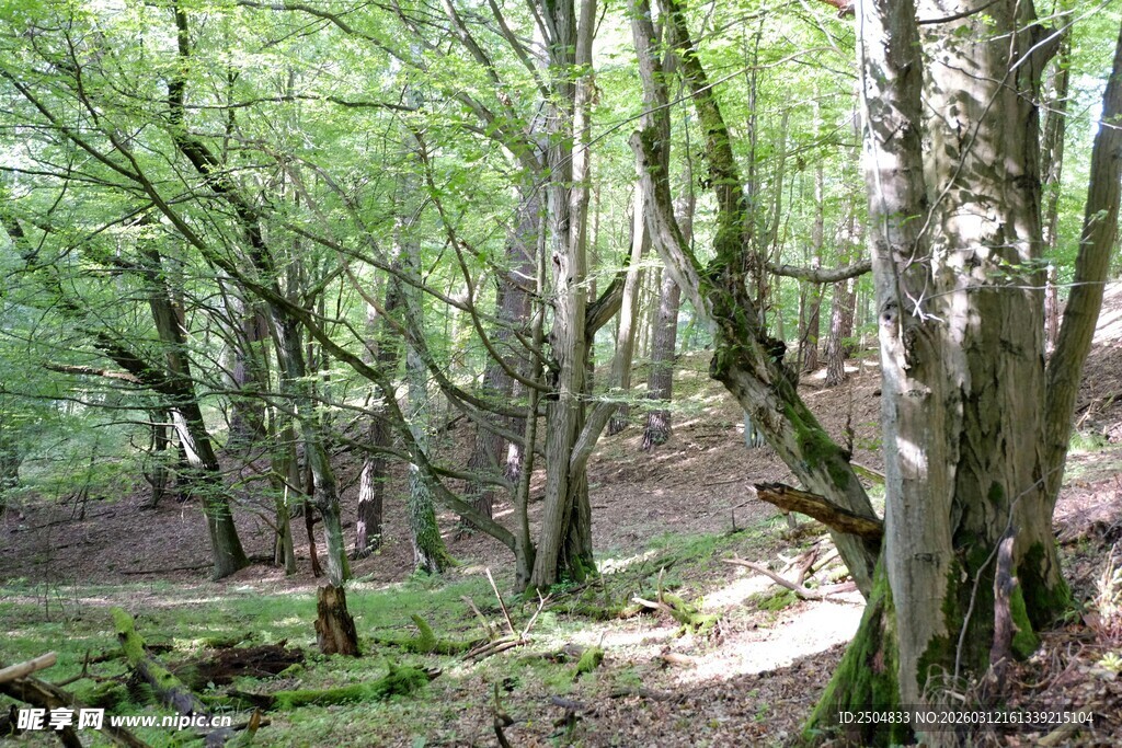 林间光影斑驳的幽静小道