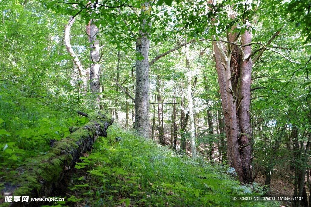 翠绿山林中的静谧自然景