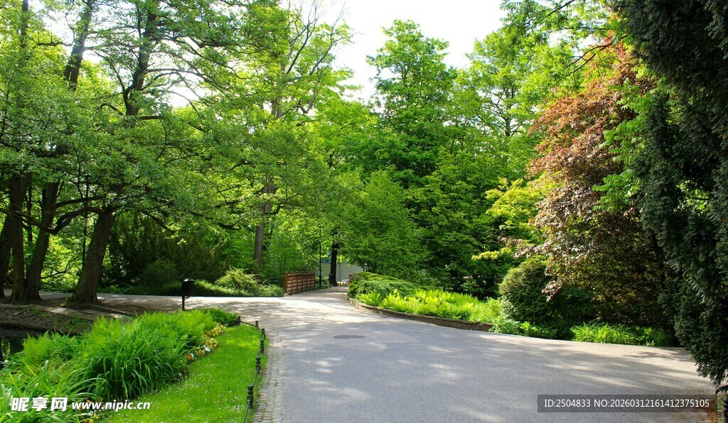 林间静谧小路 绿意盎然