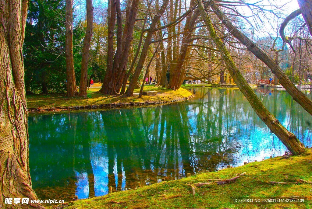 森林中的碧绿清澈溪流