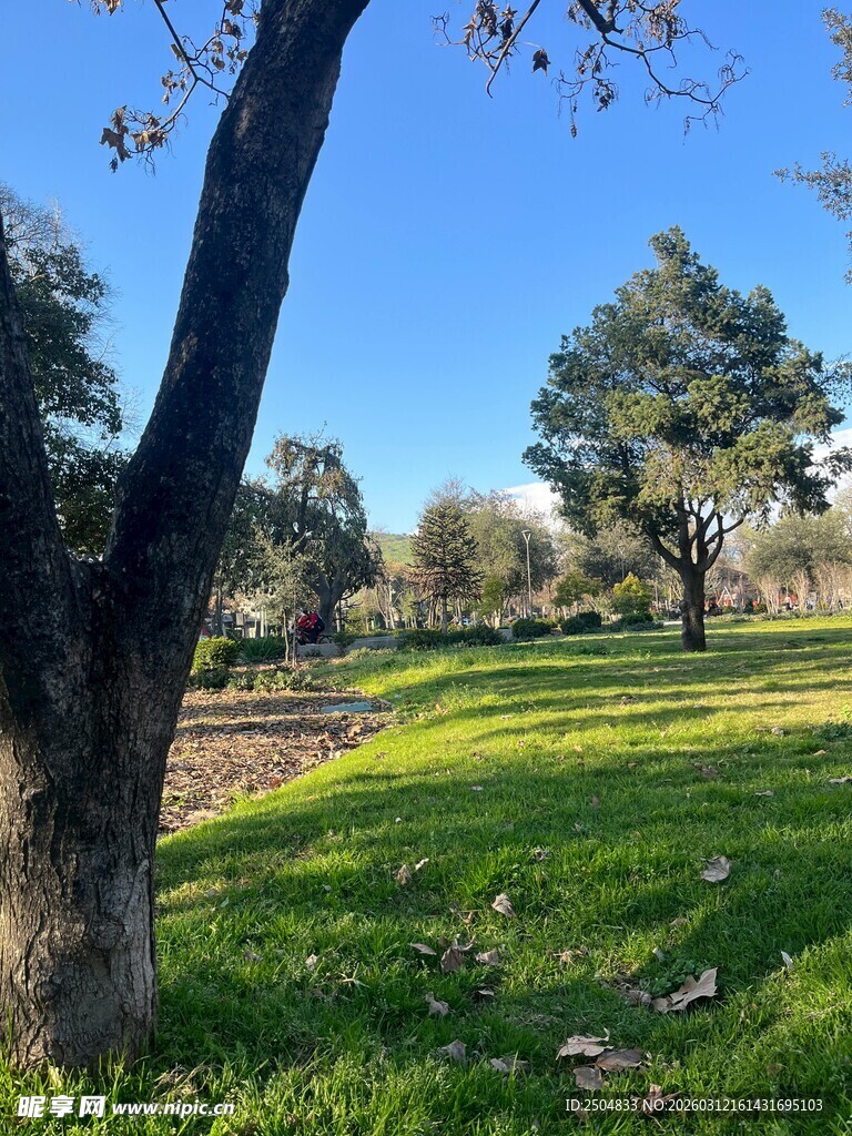 阳光照耀下的绿意草地