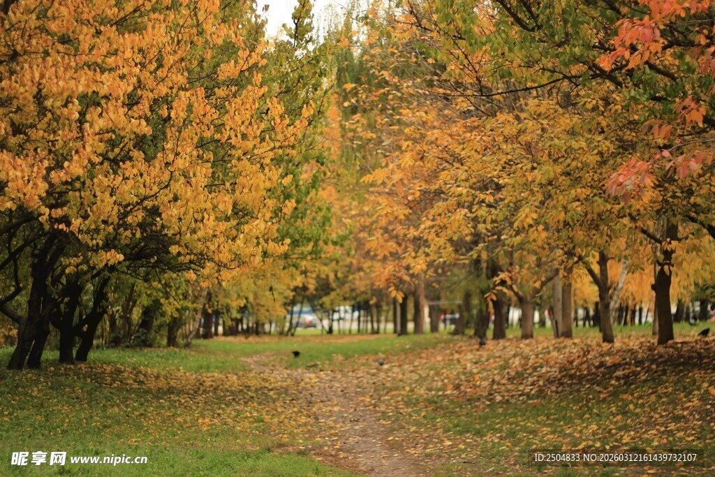 秋日林间小道 斑斓秋色