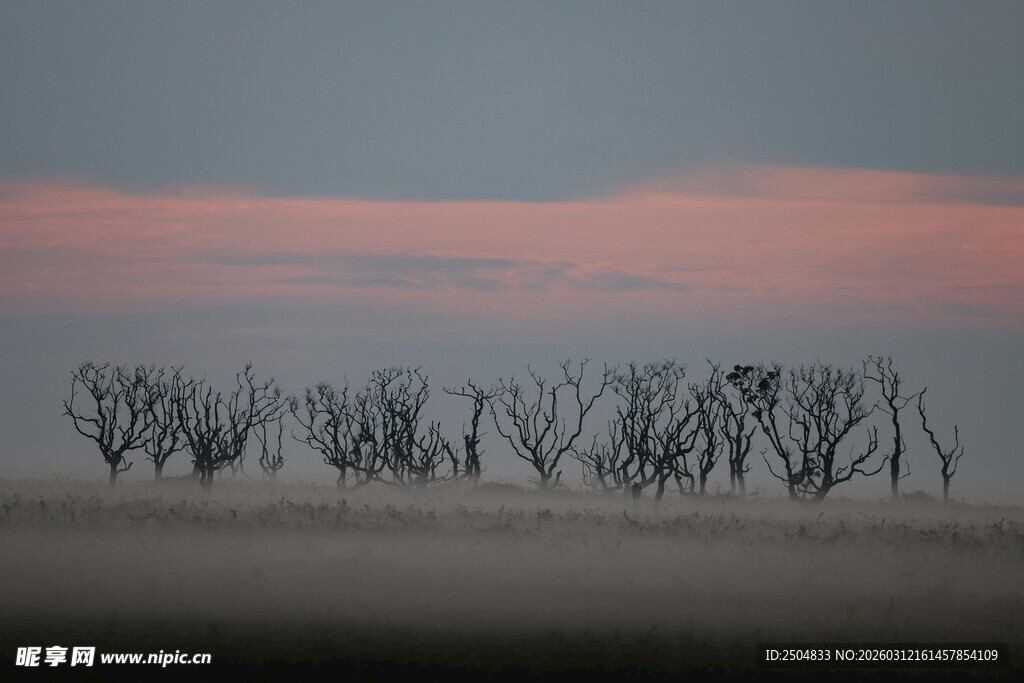 黄昏下的枯树林景
