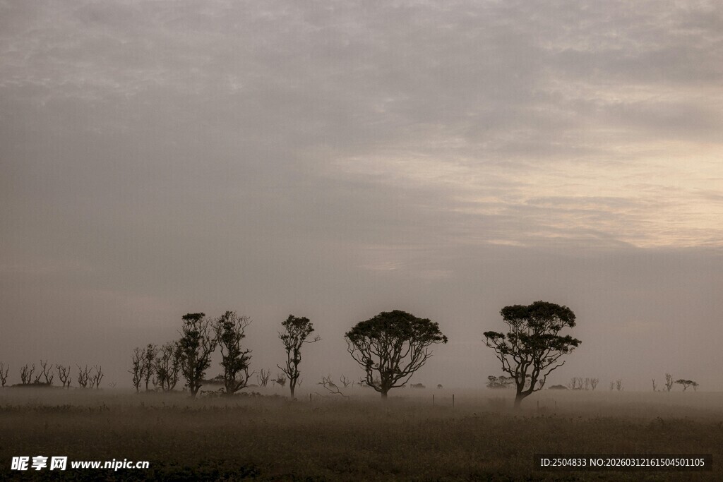 雾中树林的静谧景象