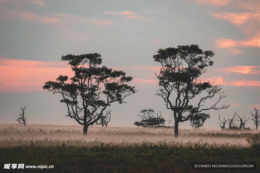 黄昏下旷野中的两棵孤树