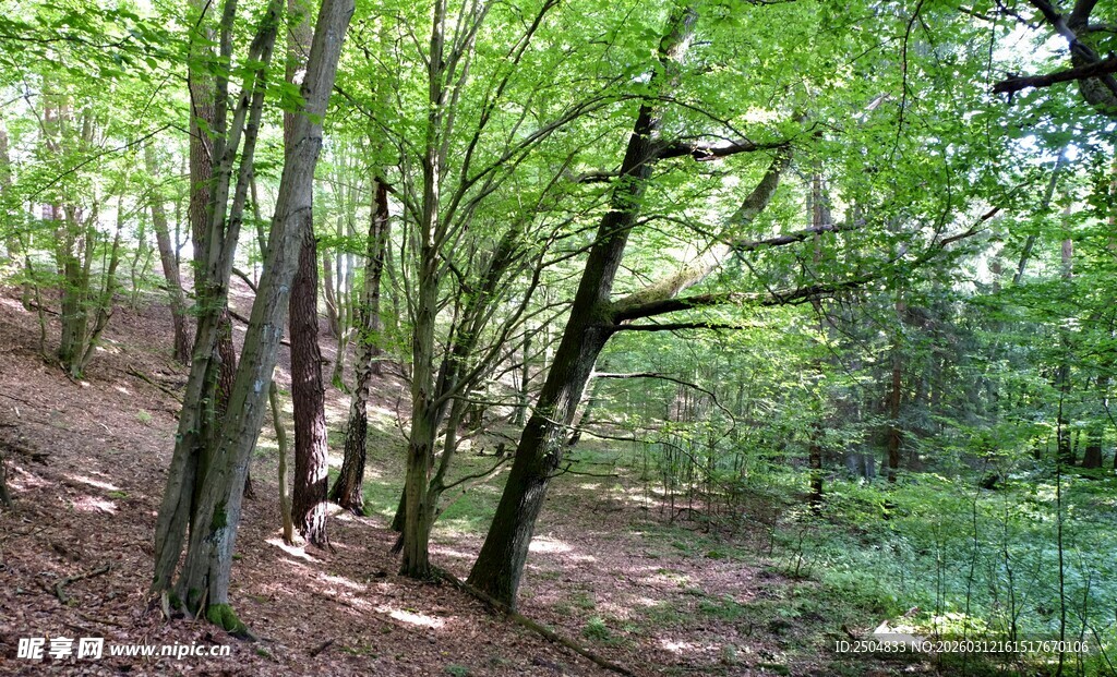 林间繁茂绿树景致