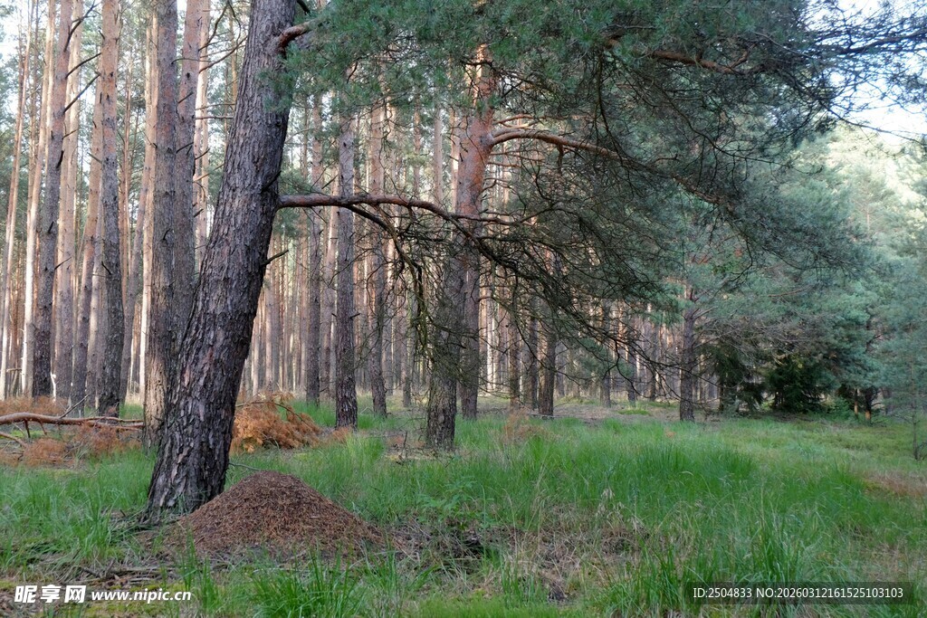 松林草地自然美景