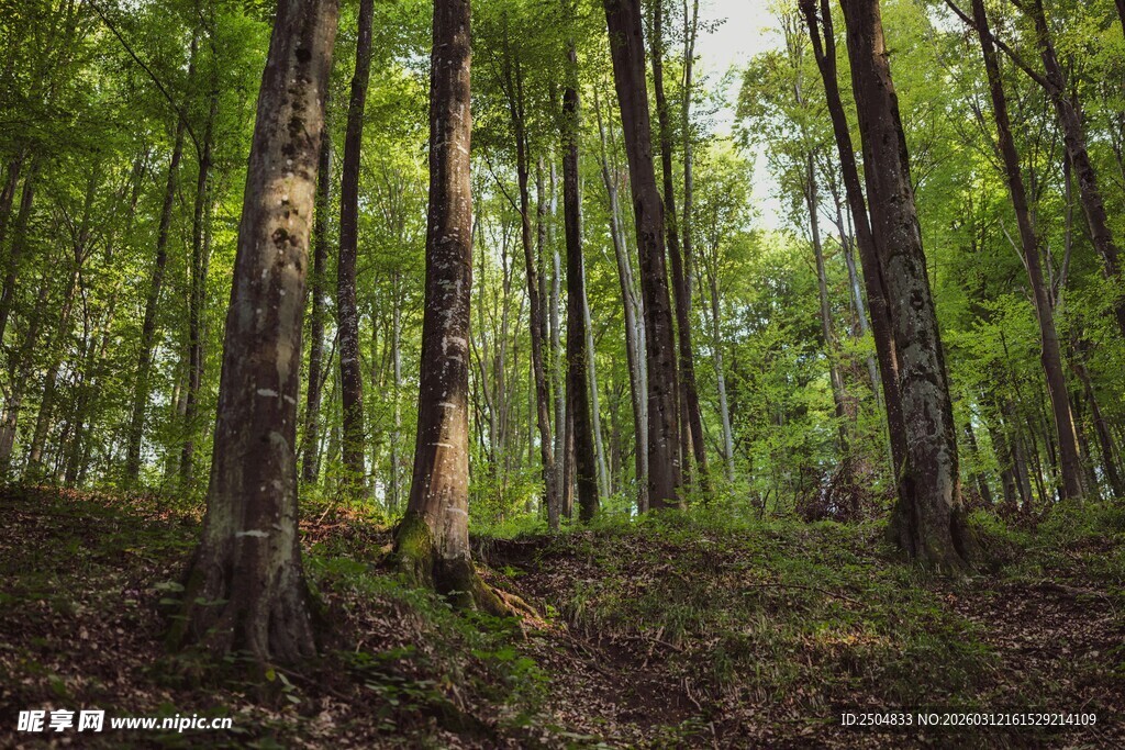 茂密森林中的挺拔树木