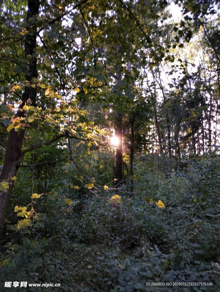 林间阳光洒落的静谧景象