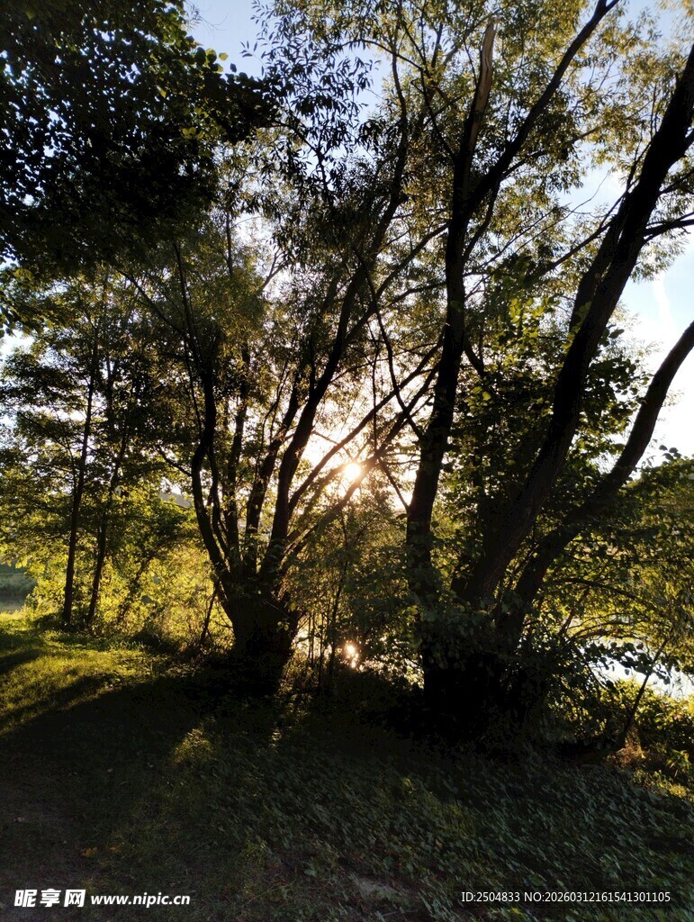 林间光影下的葱郁树木