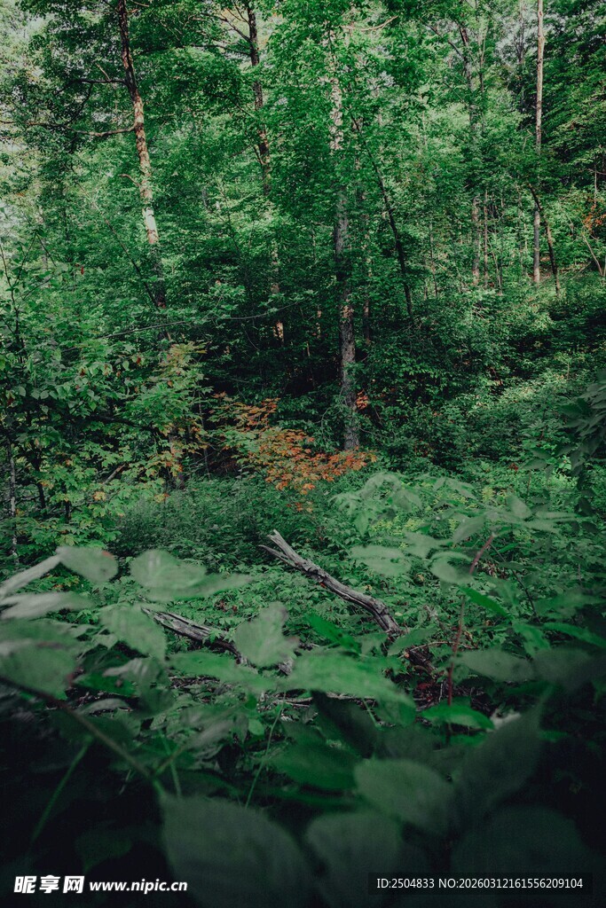 茂密森林中的绿意景致