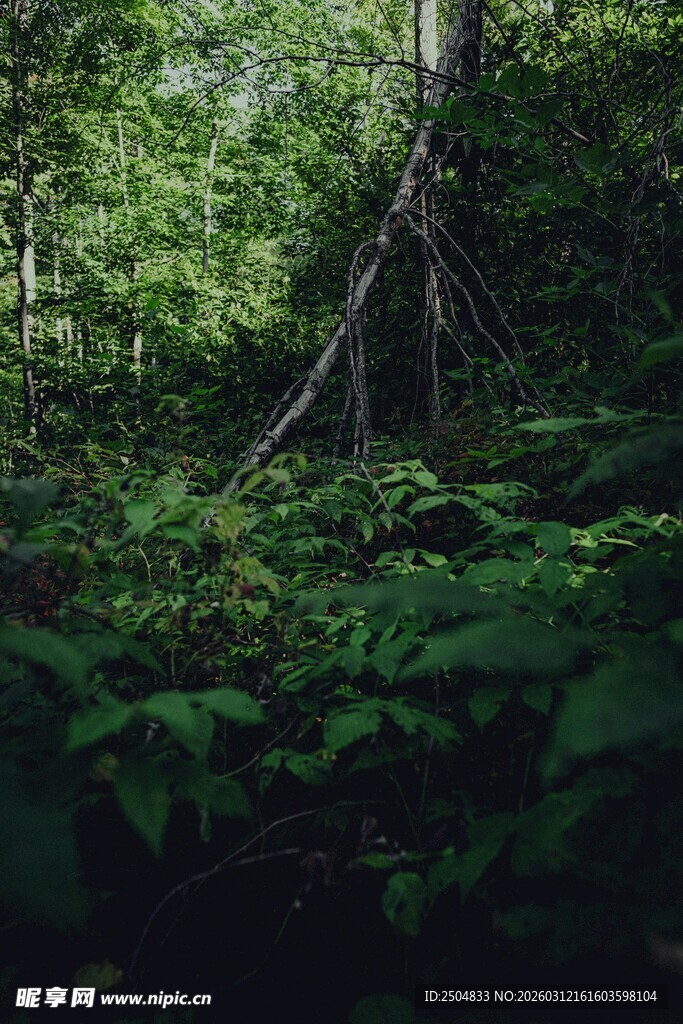 茂密森林中的繁茂绿植