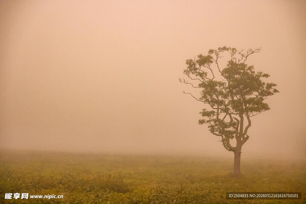 雾中孤树 尽显静谧之美