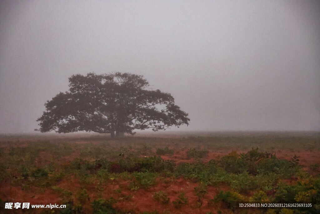 雾中孤树 旷野秋景