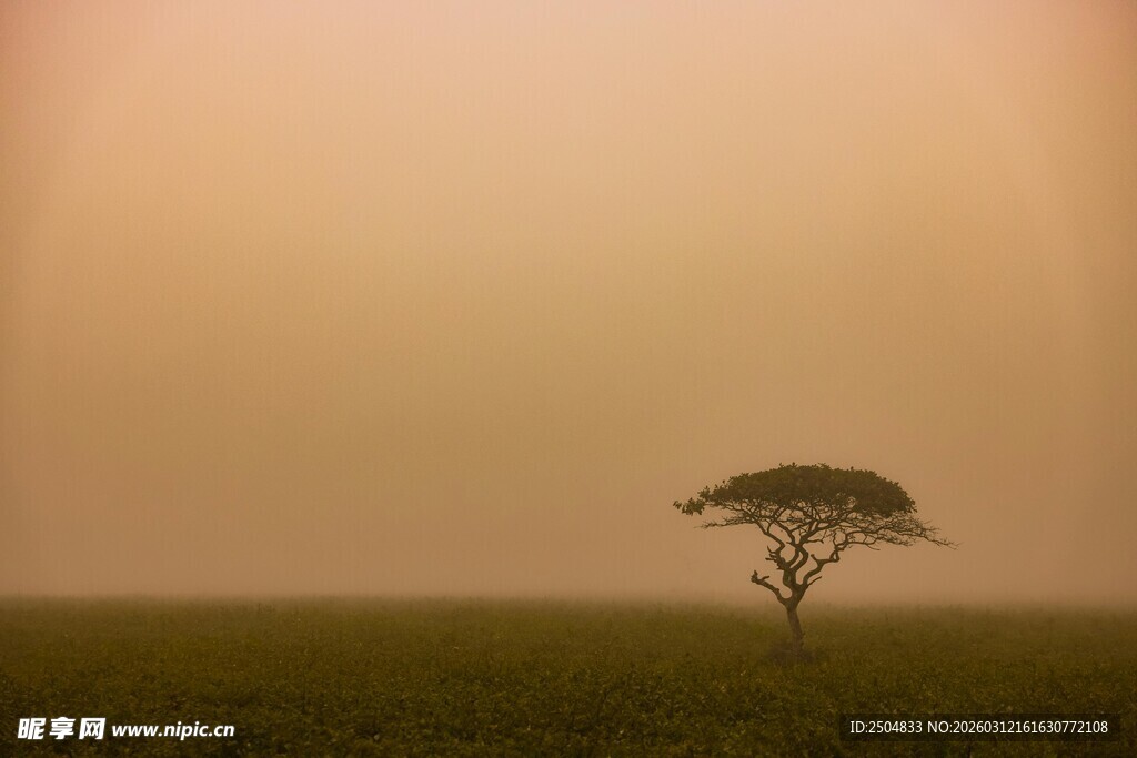 草原上的孤独树