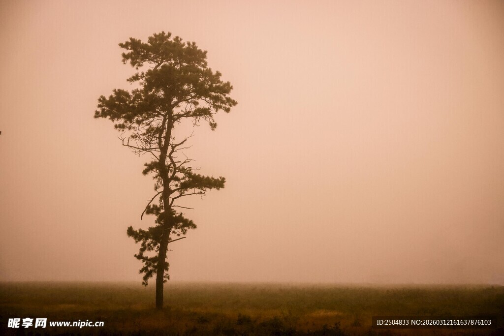 旷野孤树 尽显寂寥之美