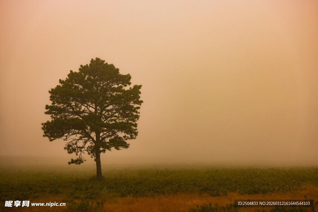 雾中孤树 尽显静谧之美