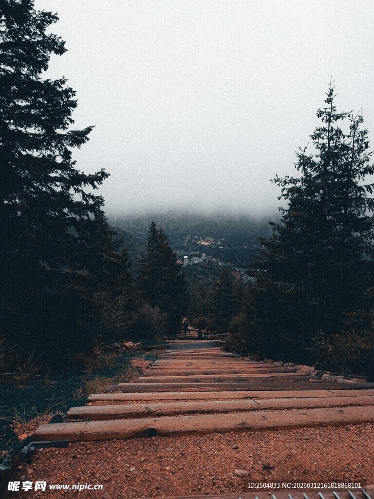 雾中石阶与松林景观