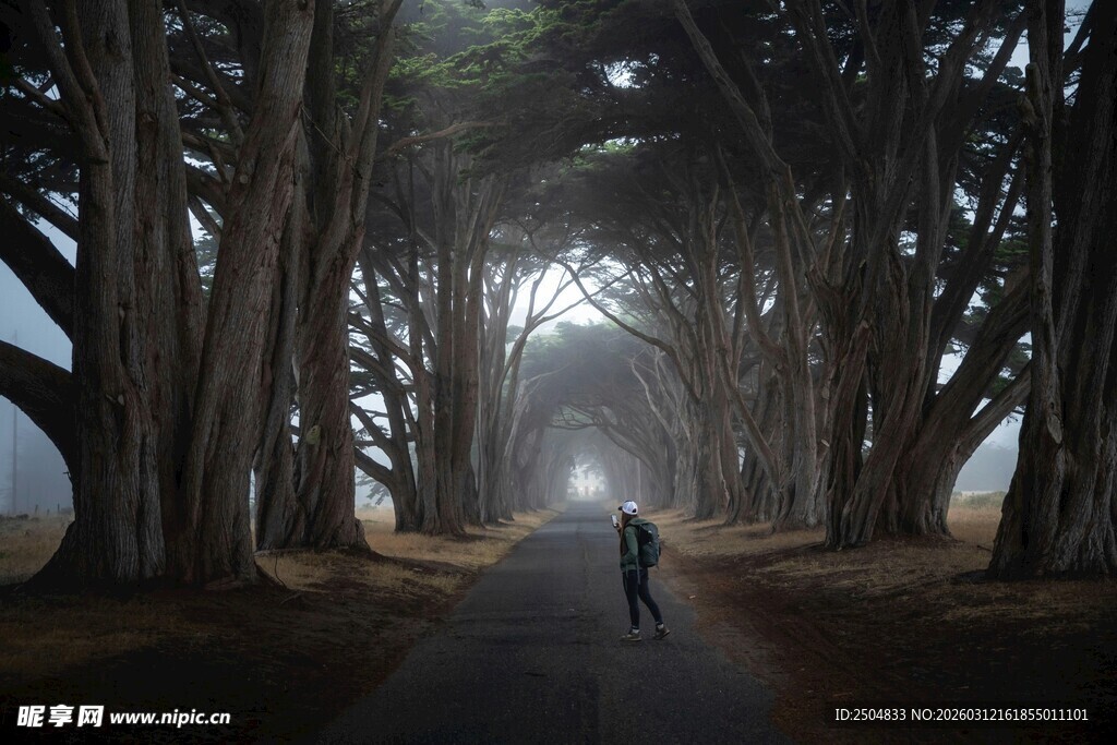 林间独行路 静谧幽深处