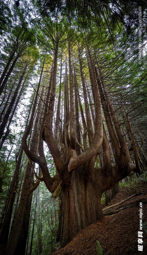 森林中高大挺拔的参天巨树