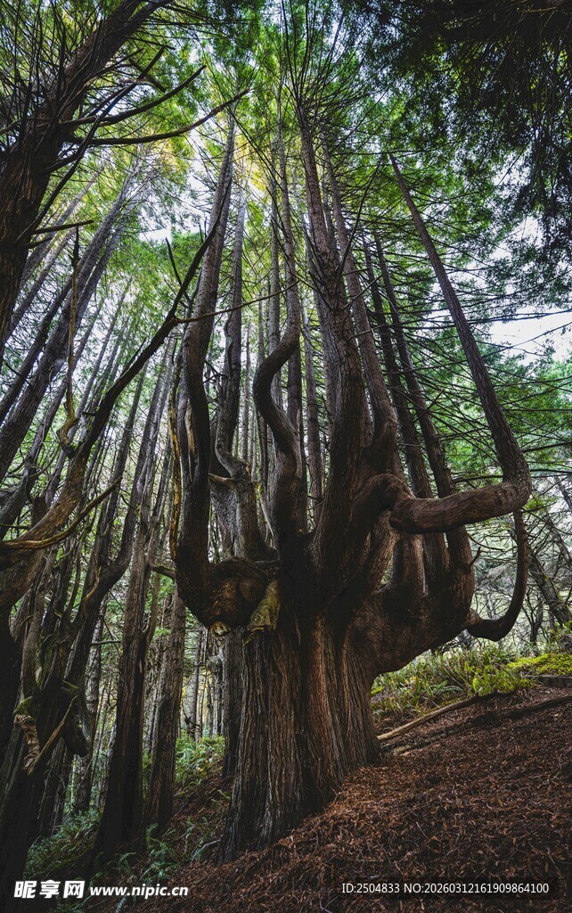茂密森林中的奇特树木景观
