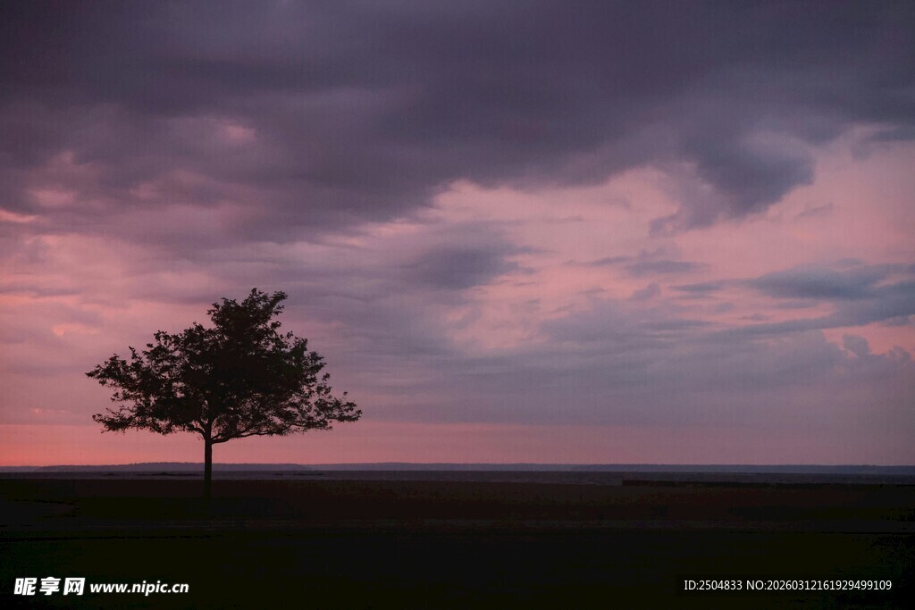 黄昏下孤独的树与绚丽天空