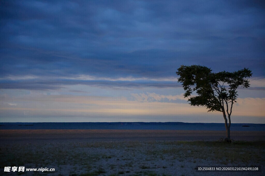 旷野孤树 暮色中的静谧景象