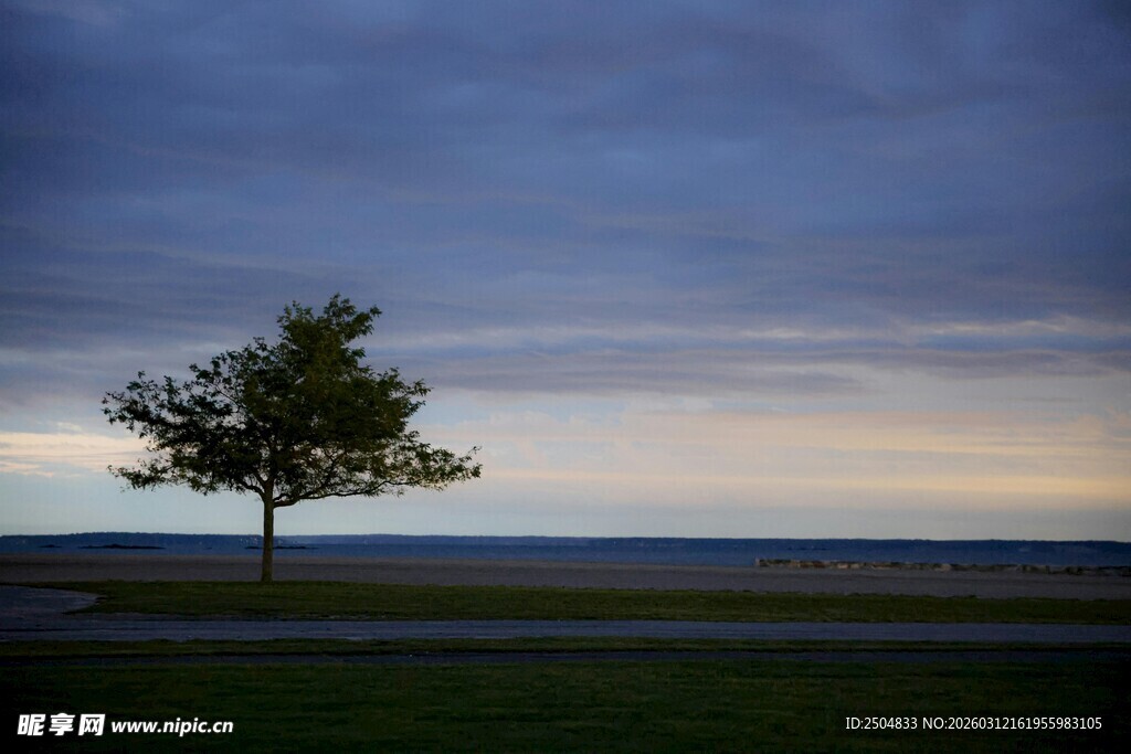 孤树伫立黄昏海岸线