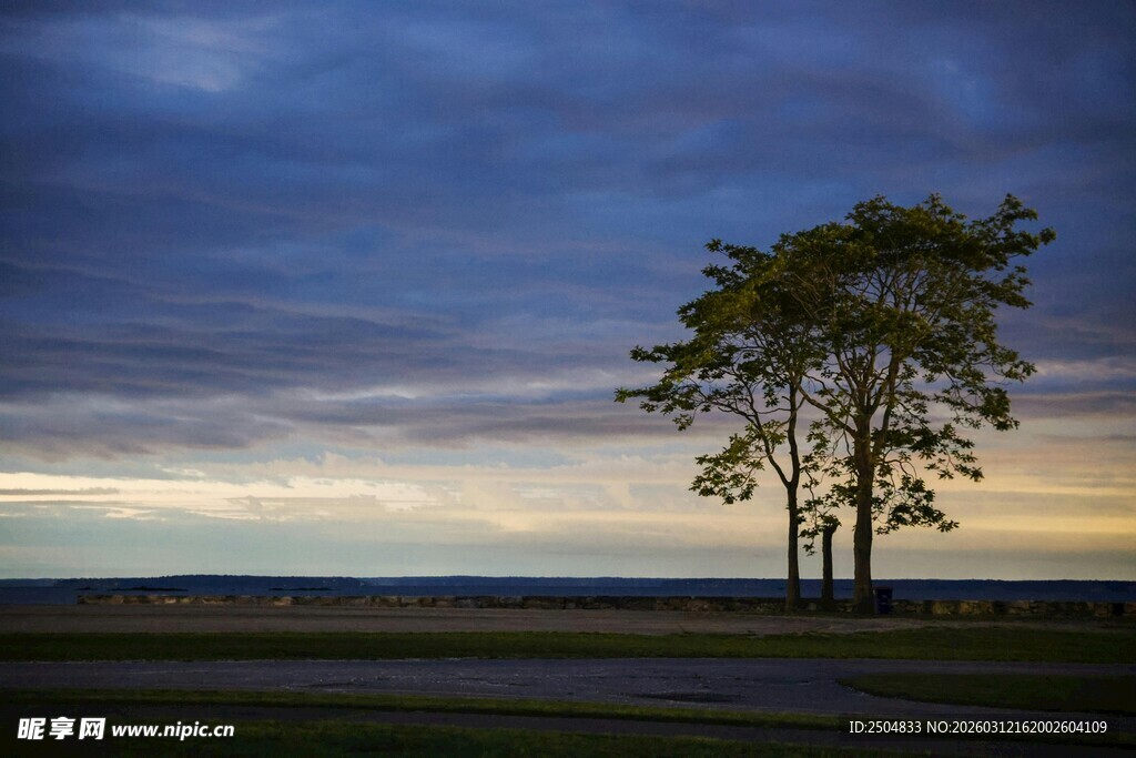 黄昏旷野中的孤独树木
