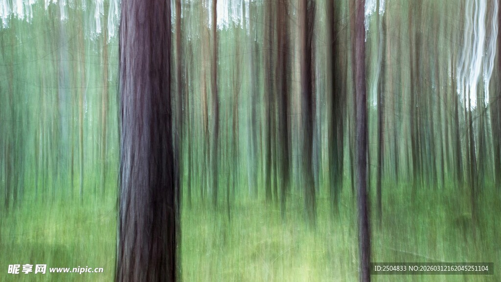 森林光影下的朦胧树木