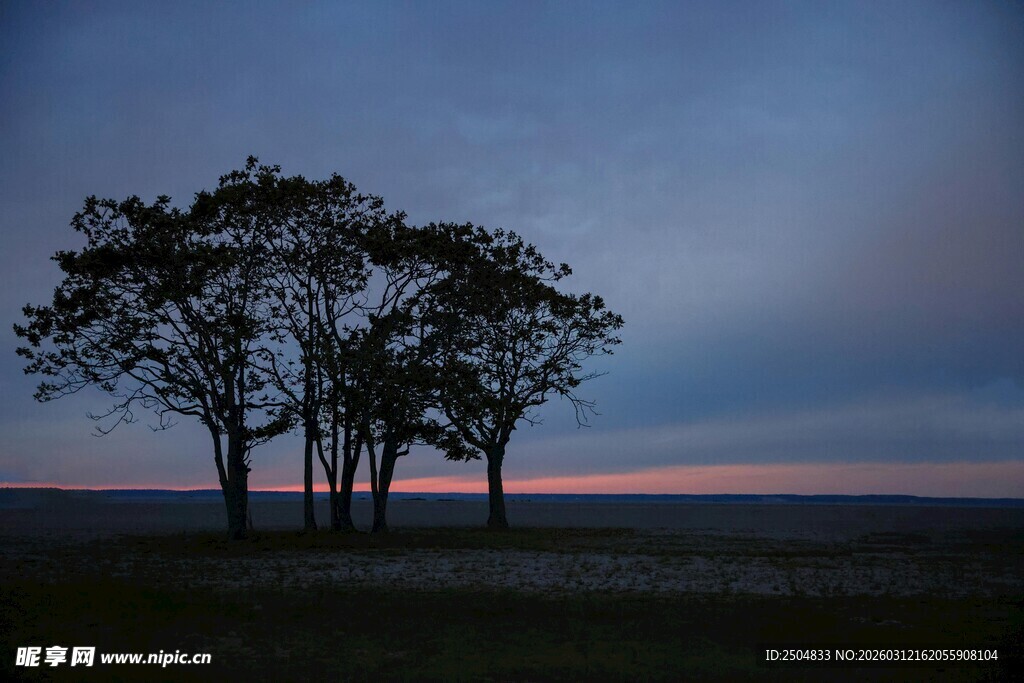 黄昏下的孤树