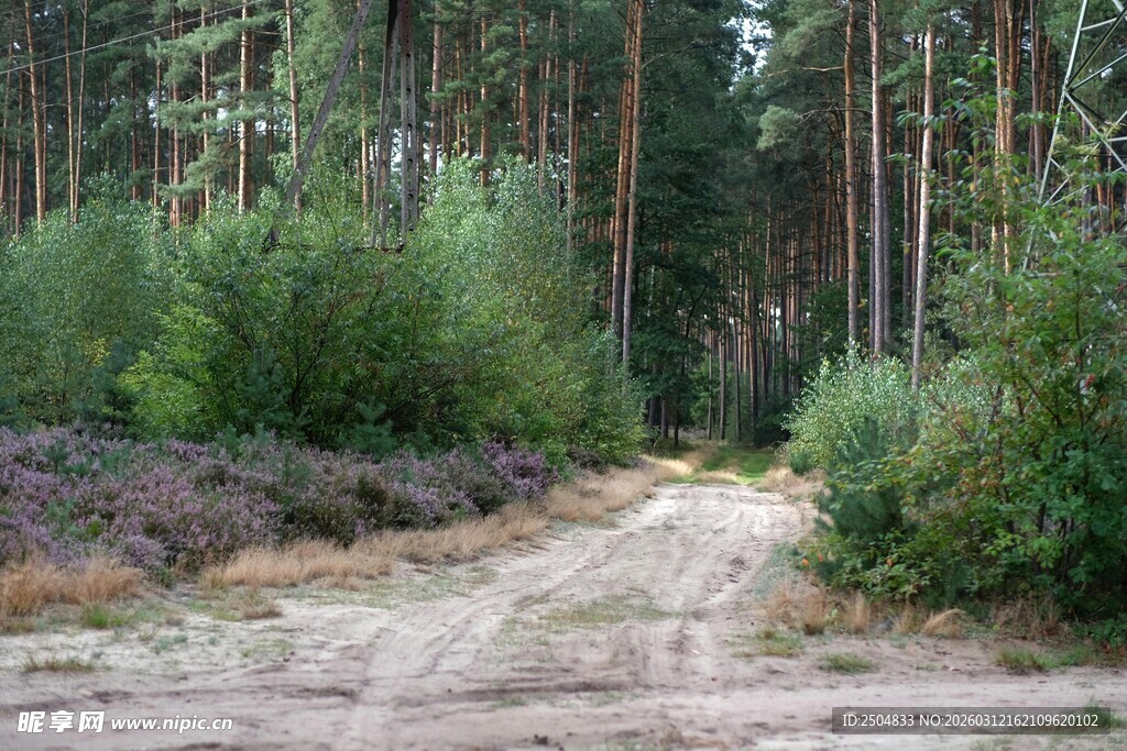 林间土路 自然静谧之景