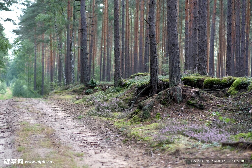 林间泥路 静谧森林风光