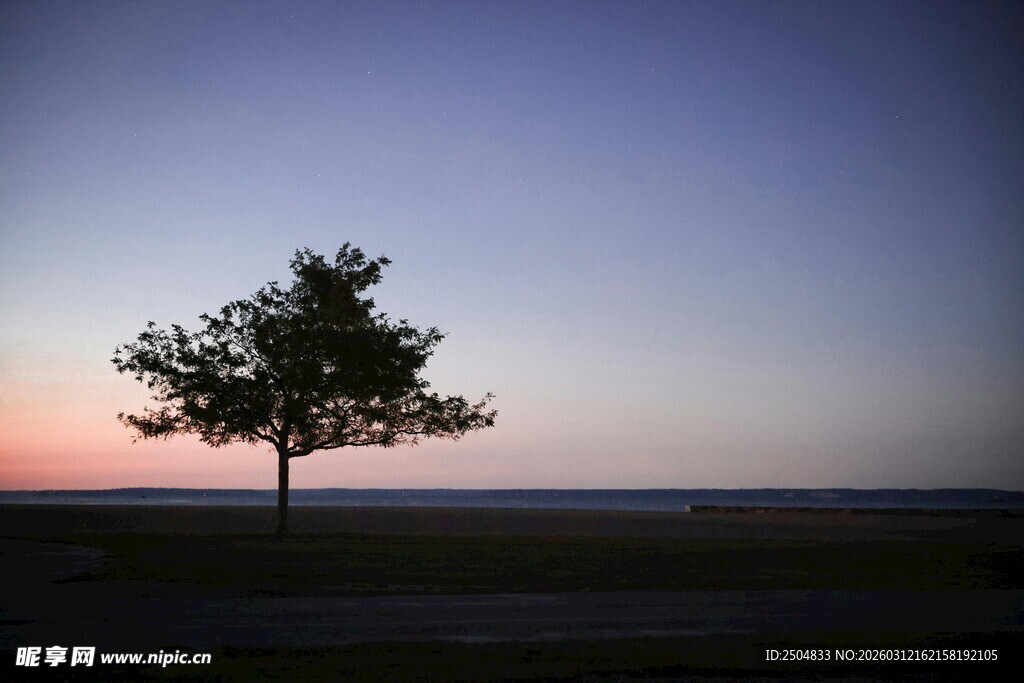 黄昏下的孤独树