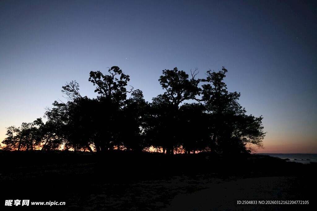 黄昏下的树木剪影