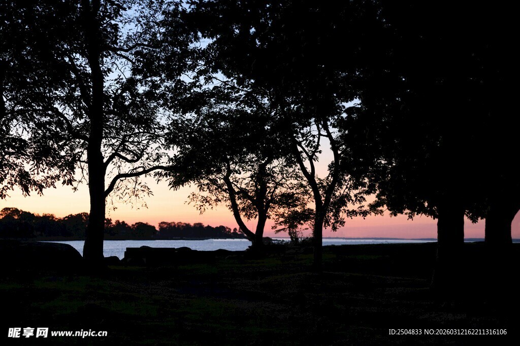 黄昏湖畔树木剪影