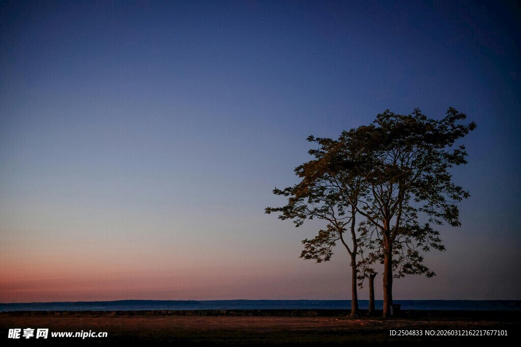 黄昏下孤独挺立的树木